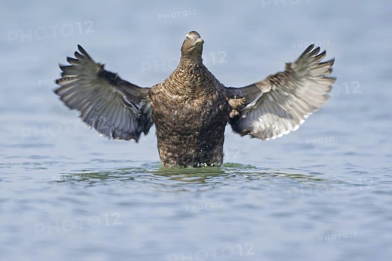 Common Eider (Somateria mollissima) female, Netherlands
