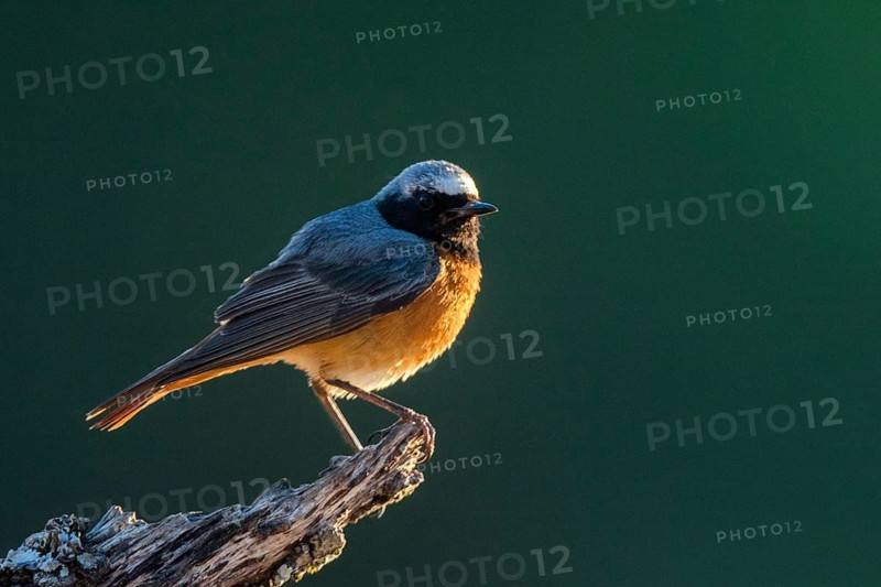Common Redstart (Phoenicurus phoenicurus) male, Andalusia, Spain