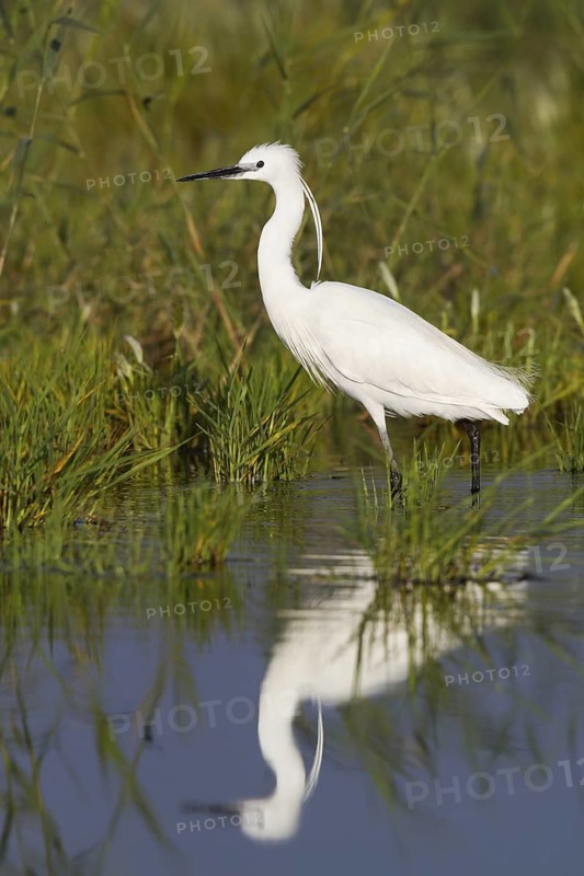Little Egret (Egretta garzetta), Cyprus