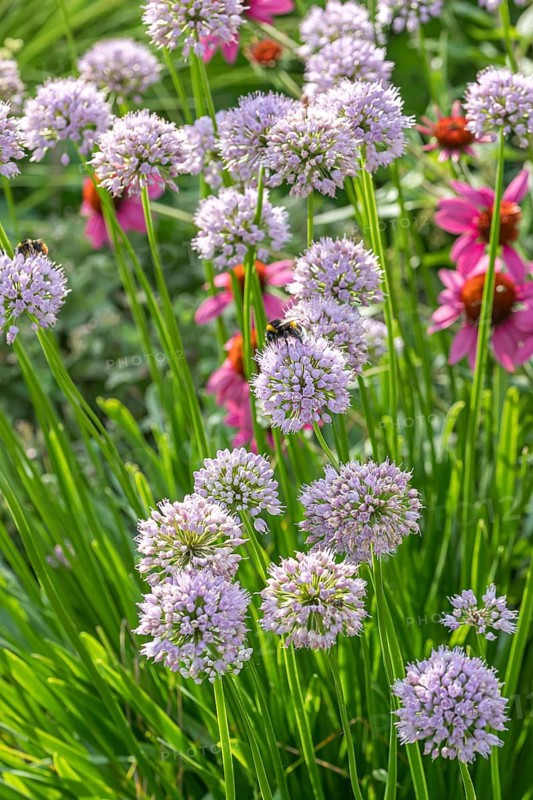 Summer ornamental leek (Allium 'Summer Beauty'), Ihlenweg 7, Federal Republic of Germany