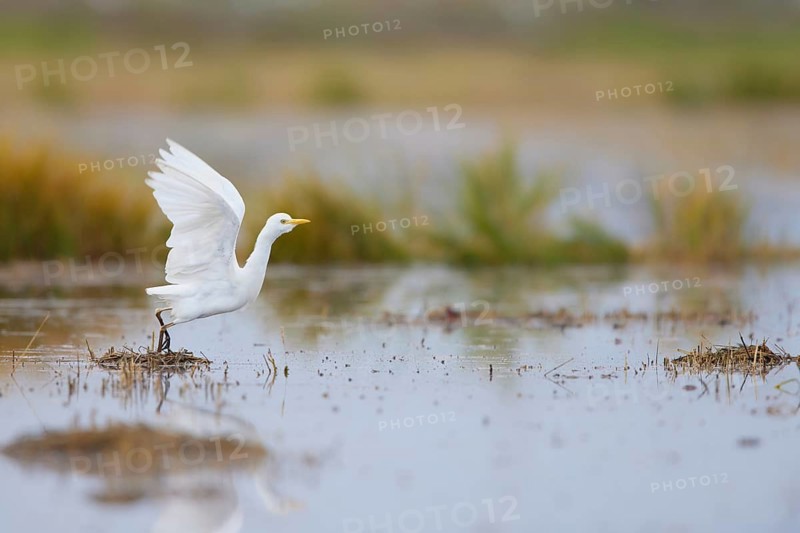 Western Cattle Egret (Bubulcus ibis), Valencia, Spain