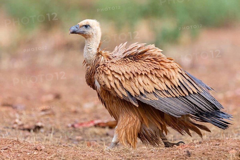 Griffon vulture, (Gyps fulvus), animals, birds, vultures, alworld vulture, hawk family, Sierra de San Pedro, Herreruela, Extremadura, Spain