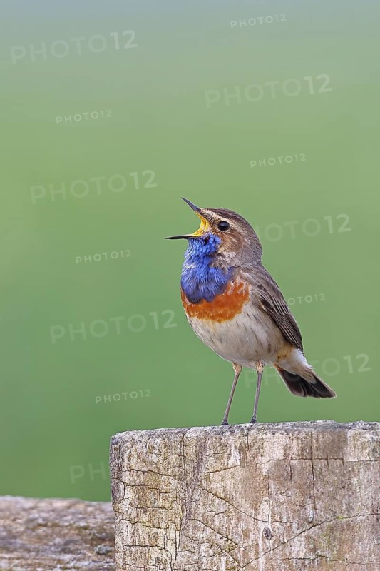 Bluethroat (Luscinia svecica cyanecula), male, singing on a pasture fence post, wildlife, Lembruch, Ochsen Moor, Dümmer nature park Park, Lower Saxony, Germany