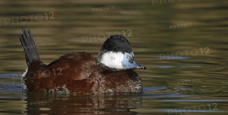 Ruddy Duck (Oxyura jamaicensis), Arizona, USA
