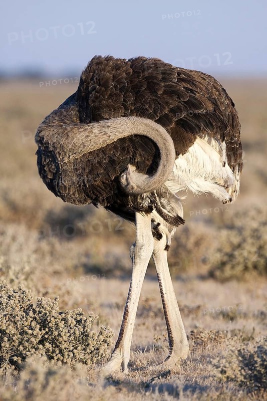 Common Ostrich (Struthio camelus) female, Etosha, Namibia