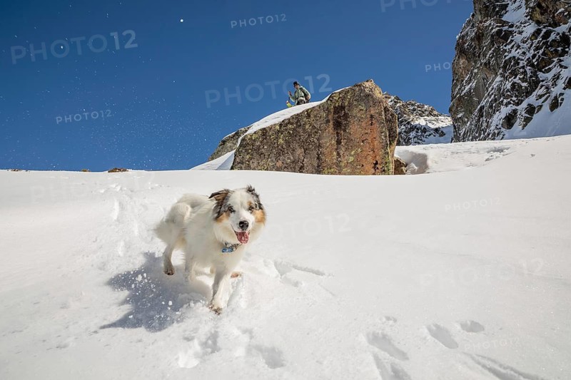 An enthusiastic dog runs playfully through the snow, with a snowboarder preparing to descend from a rocky outcrop in a snowy mountain setting