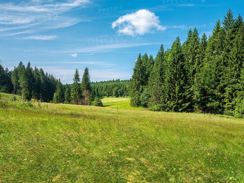 Natural, species-rich mountain meadow near Schmiedefeld in the Thuringian Forest, Gehlberg, Thuringia, Germany