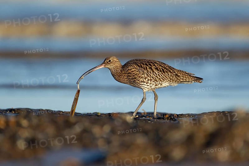 Eurasian curlew (Numenius arquata) adult wading bird feeding on a razorshell on a beach, Norfolk, England, United Kingdom