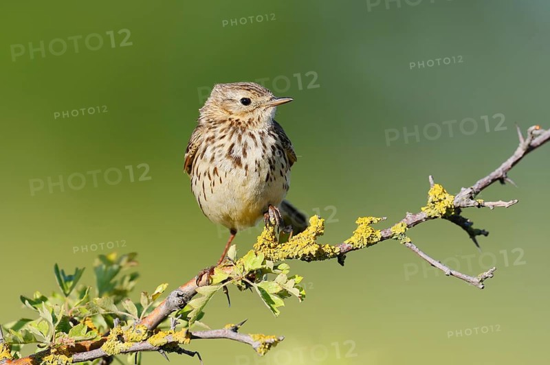 Meadow Pipit (Anthus pratensis), Schleswig-Holstein, Germany