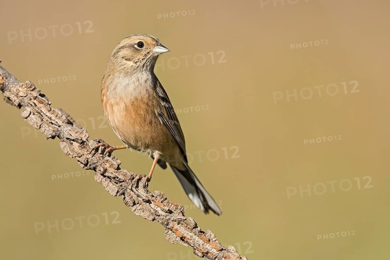 Rock Bunting (Emberiza cia) juvenile perched on a branch, Aosta Valley, Italy