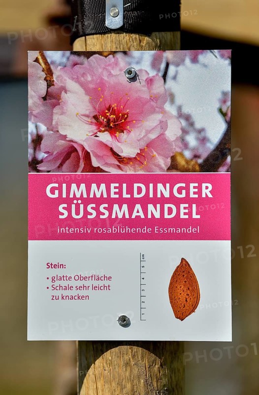 Sign at the Palatinate almond nature trail, almond blossom, Gimmeldingen, district of Neustadt an der Weinstraße, Rhineland-Palatinate, Germany
