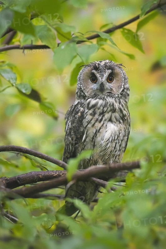 Long-eared owl (Asio otus) (Strix otus) perched in tree in forest
