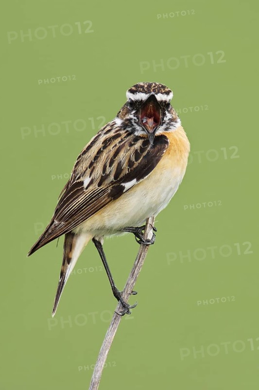 Whinchat (Saxicola rubetra) male singing, Brandenburg, Germany