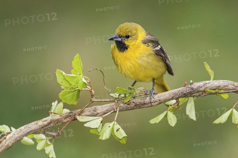 Orchard Oriole (Icterus spurius) juvenile perched on a branch, Texas, USA