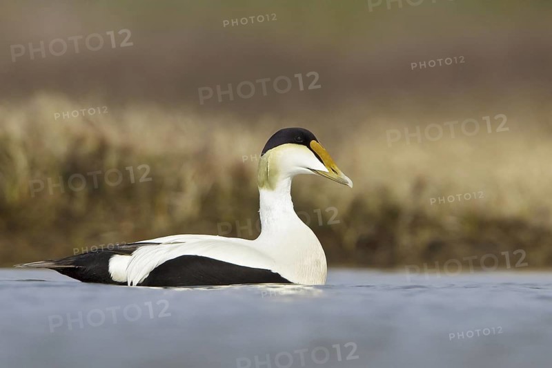 Common Eider (Somateria mollissima) male, Manitoba, Canada