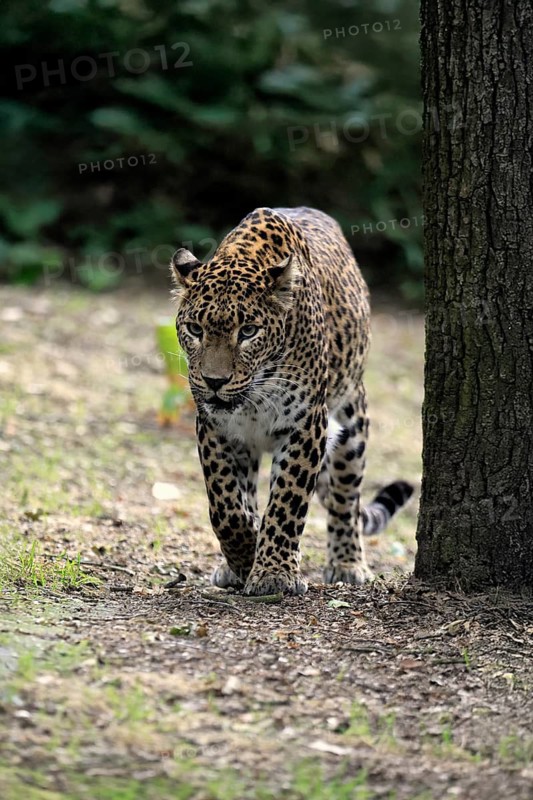 Sri Lanka Leopard (Panthera pardus kotiya), adult, stalking, running, alert, Sri Lanka
