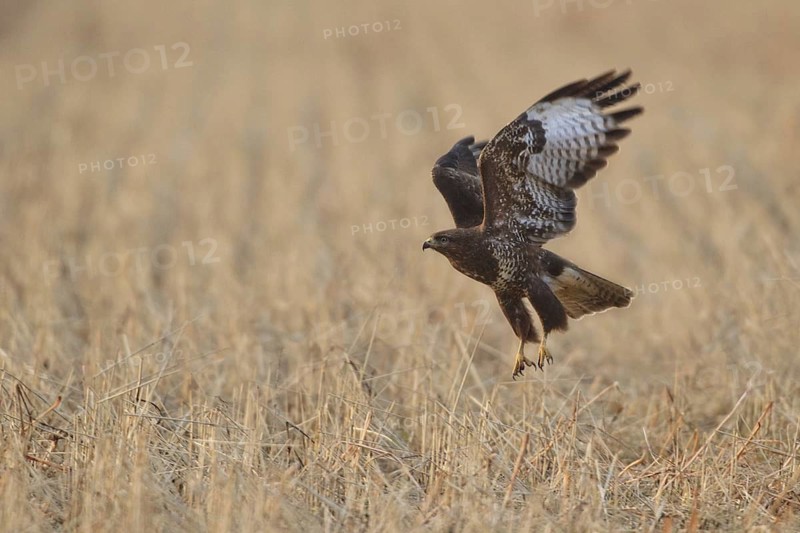 Common Buzzard (Buteo buteo) flying, Netherlands