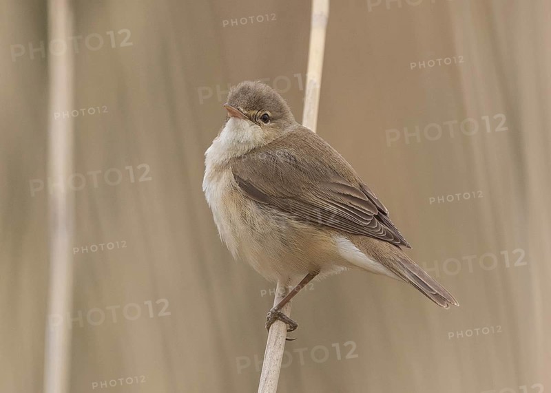 Eurasian Reed Warbler (Acrocephalus scirpaceus) perche in reedbed, Wales, United Kingdom