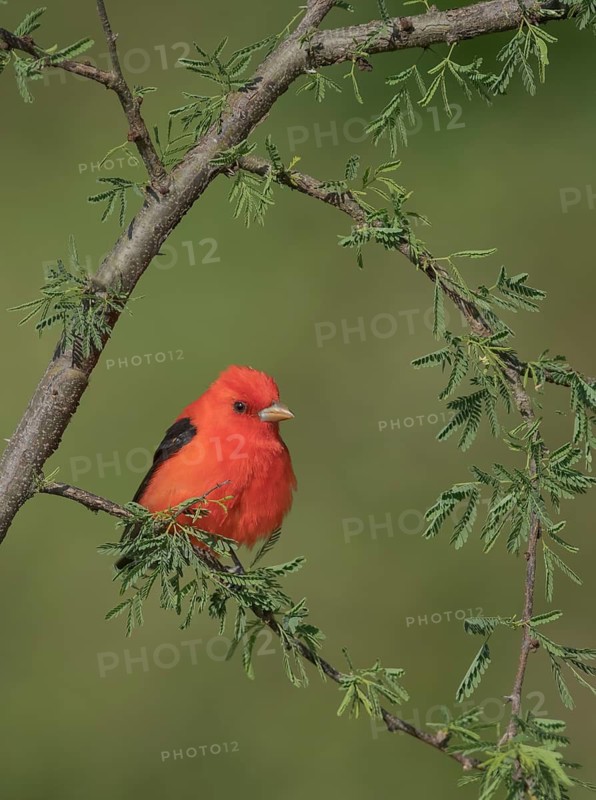 Scarlet Tanager (Piranga olivacea) male perched on a branch, Texas, USA