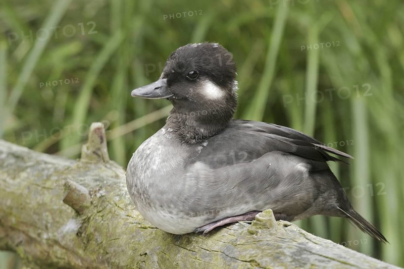 Bufflehead (Bucephala albeola) female, California, USA
