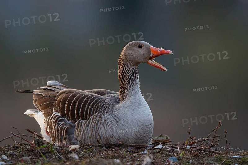 Greylag Goose (Anser anser) breeding, North Rhine-Westphalia, Germany