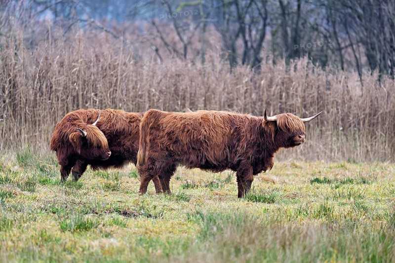 Two Highland cattle (Bos taurus), adult standing in a meadow, Reussspitz nature reserve, Maschwanden, Canton of Zurich, Switzerland