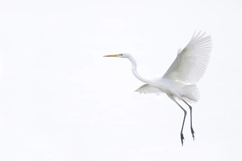 Great Egret (Ardea alba) flying, Baden-Wuerttemberg, Germany