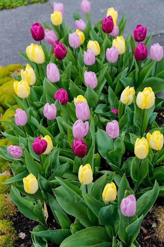 Gönningen tulip blossom, historic Gönningen cemetery, tulips (Tulipa), flowers, colourful, yellow, pink, pink blossoms, spring bloomers, bulbous flower genus, old tradition, custom, custom, tulip show, Tulip Sunday at the foot of the Swabian Alb, Gönningen, Reutlingen district, Baden-Württemberg, Germany