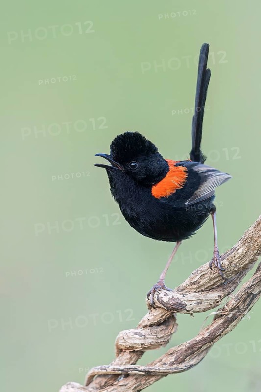 Red-backed Fairywren (Malurus melanocephalus) perched on a branch in eastern Australia