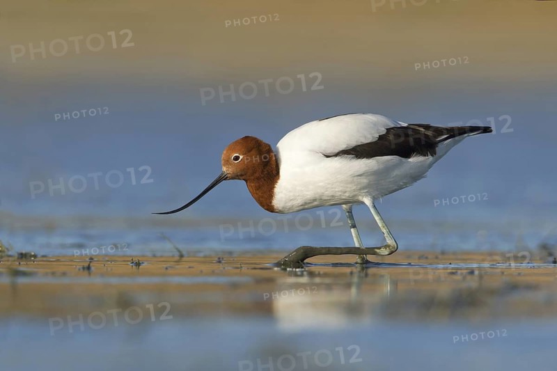 Red-necked Avocet (Recurvirostra novaehollandiae), Victoria, Australia