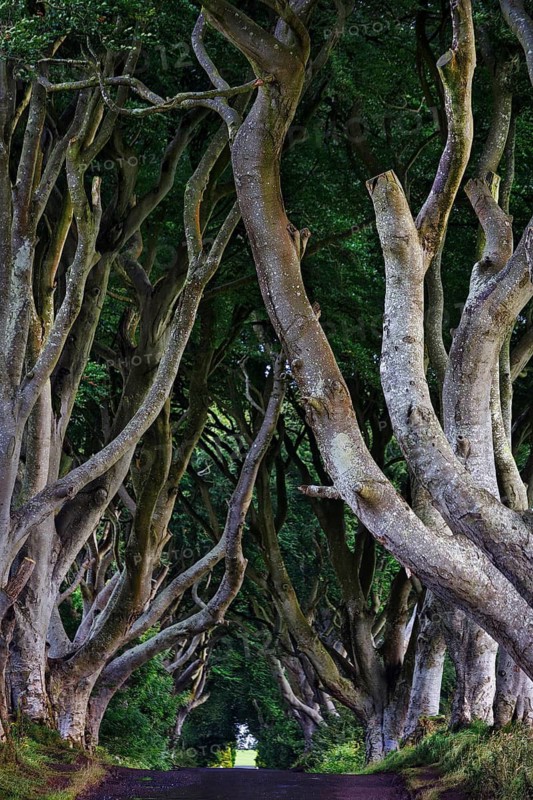 Famous avenue of beech trees, The Dark Hedges, tunnel avenue, mystical film set, film location for Game of Thrones, dawn, Ballymoney, County Antrim, Northern Ireland, Great Britain