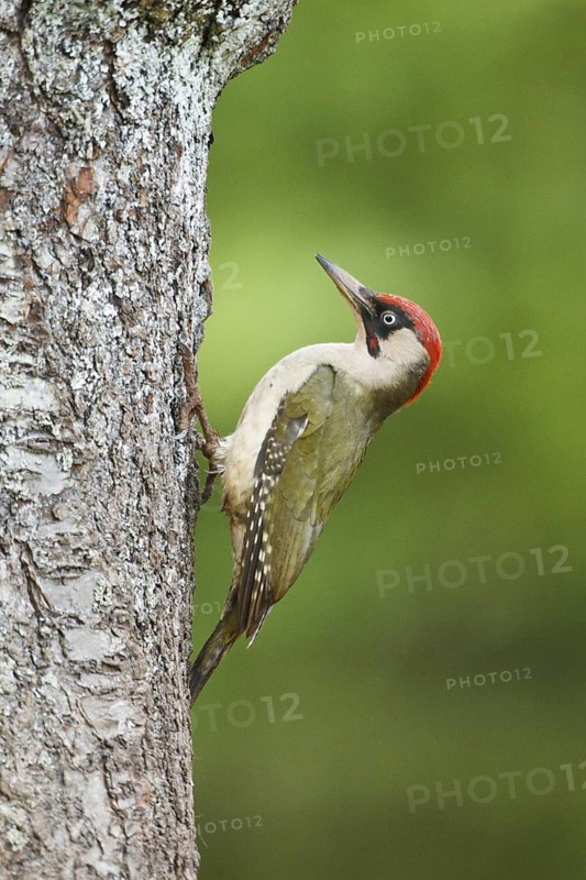 European Green Woodpecker (Picus viridis) male, Rhineland-Palatinate, Germany