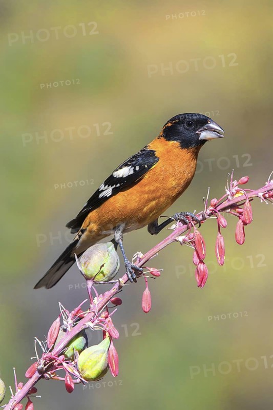 Black-headed Grosbeak Pheucticus melanocephalus Santa Rita Mountains, Santa Cruz County, ARIZONA, United States 16 May Adult Male Cardinalidae