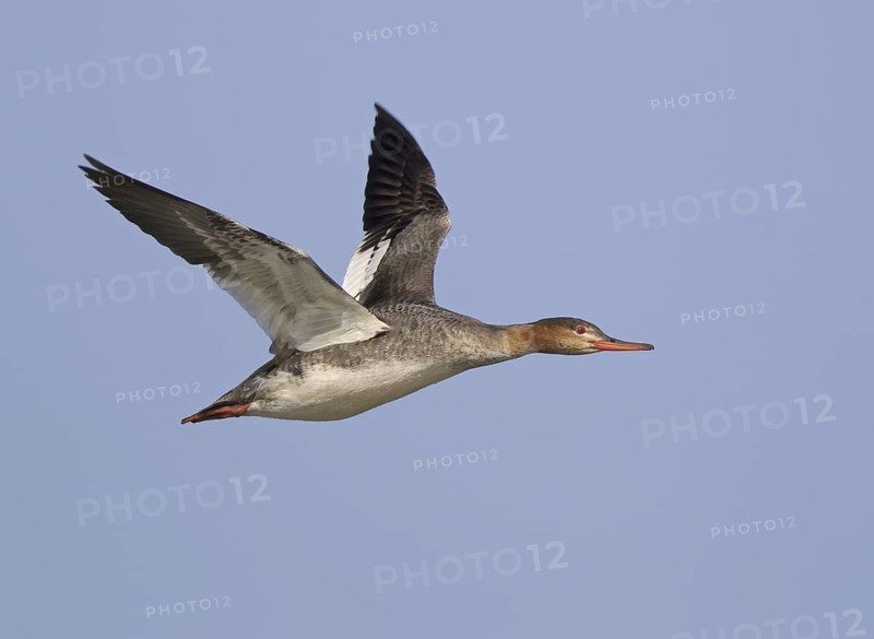 Red-breasted Merganser (Mergus serrator) female flying, Ohio, USA