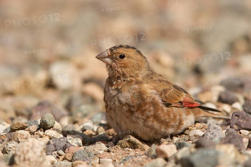 Eurasian Crimson-winged Finch (Rhodopechys sanguineus) male, Morocco