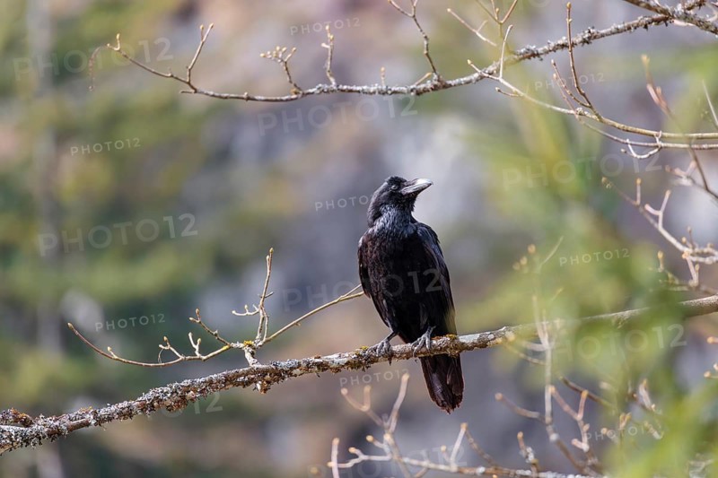 A common raven (Corvus corax) perches on a branch at the edge of a forest on a sunny spring day . Austria