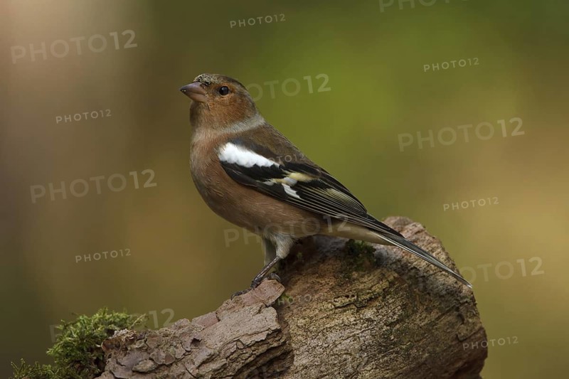 Common Chaffinch (Fringilla coelebs) male, Utrecht, Netherlands