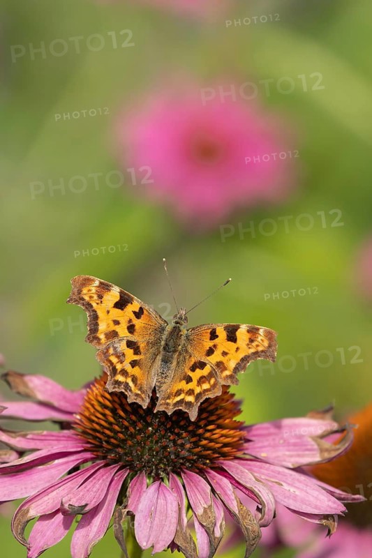 Comma butterfly (Polygonia c-album) adult insect feeding on a garden Coneflower flower in summer, Norfolk, England, United Kingdom