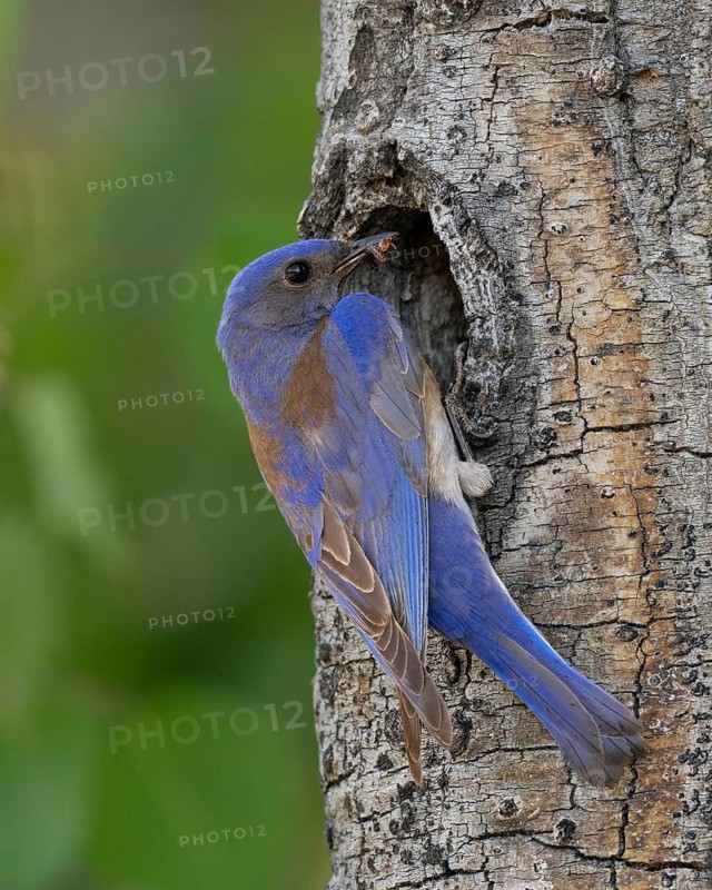 Western Bluebird (Sialia mexicana) at nest cavity in the Sierra Nevada mountains of California