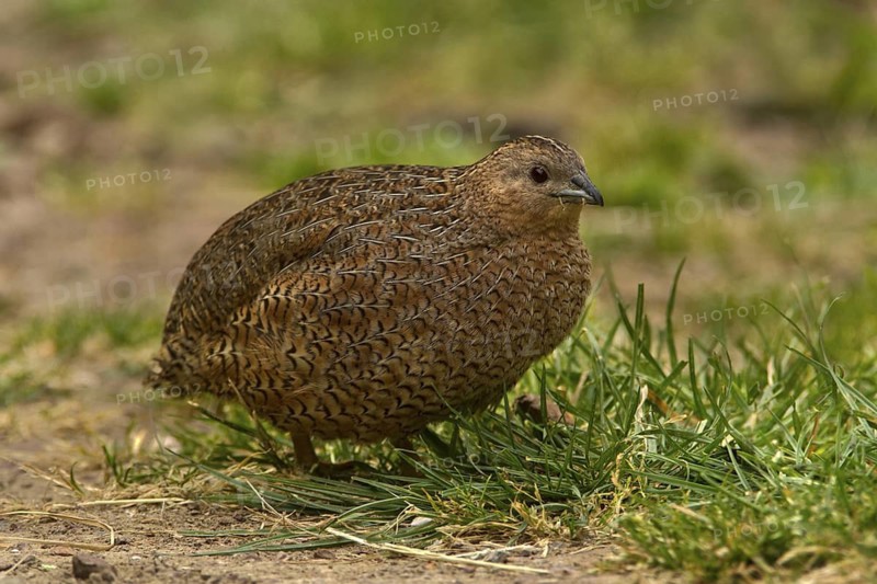 Brown Quail (Coturnix ypsilophora), Western Australia, Australia