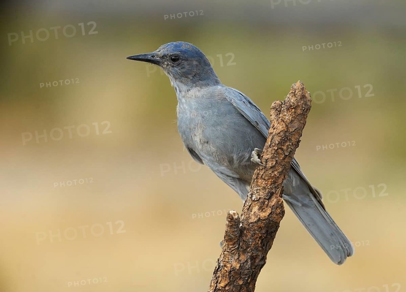 Pinyon Jay