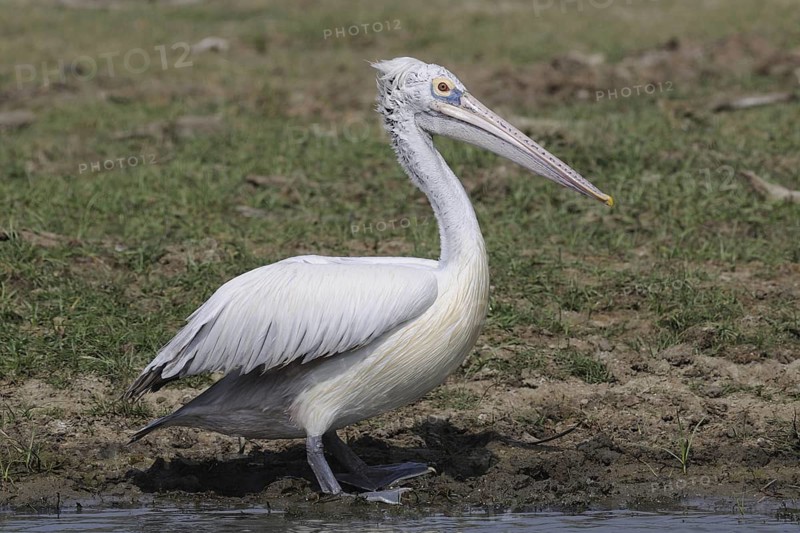 Spot-billed Pelican (Pelecanus philippensis), Sri Lanka