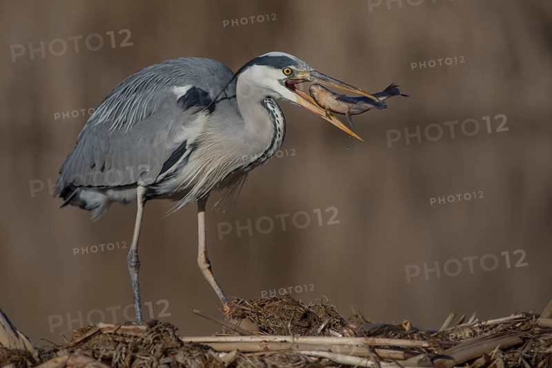 Grey Heron (Ardea cinerea) with fish prey in beak, Subotica, Serbia