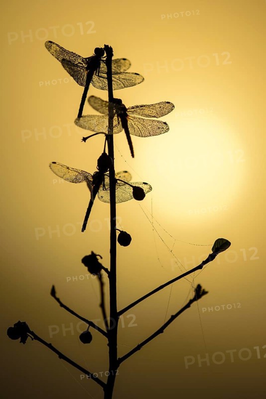 Black Darter (Sympetrum danae) dragonflies silhouette in sunset, Lower Saxony, Germany