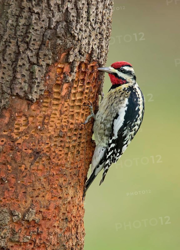 Yellow-bellied Sapsucker (Sphyrapicus varius) male, Texas, USA