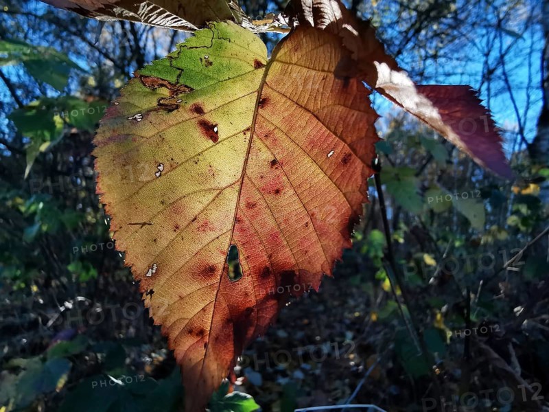 A leaf in autumn with green, brown and red hues in close-up, texture, Frankenwald nature park Park