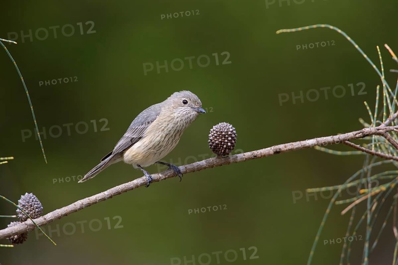 Rufous Whistler (Pachycephala rufiventris) female perched on a branch, Victoria, Australia