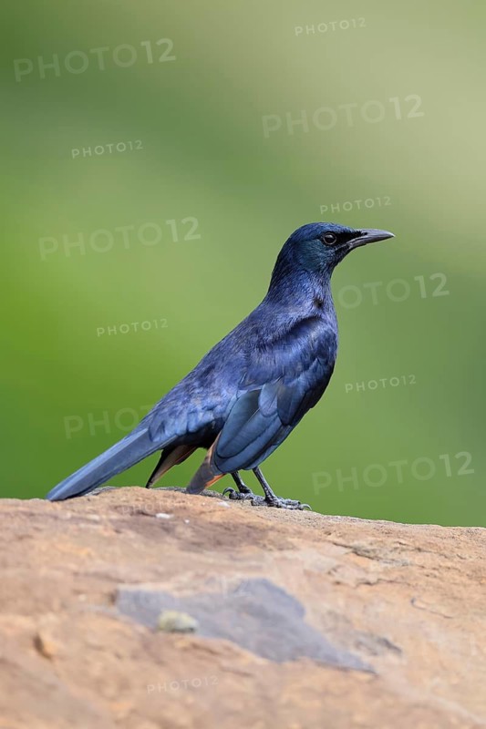 Red-winged Starling (Onychognathus morio), adult, on rocks, male, alert, Mountain Zebra National Park, South Africa