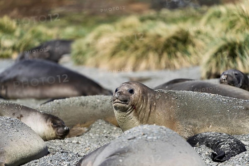 Southern elephant seal (Mirounga leonina), group on shingle beach in front of tussock grass, St Andrews Bay, South Georgia