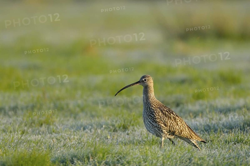 Grosser Brachvogel (Numenius arquata), Curlew, morgens, April, Muensterland, Nordrhein-Westfalen, Deutschland